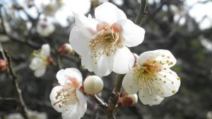 Japansk blomstring Foto: Inger Valbø